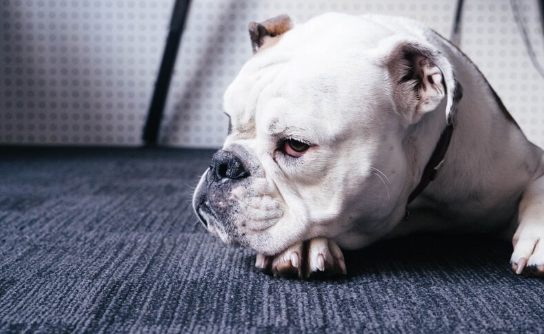How to Choose the Right Carpet